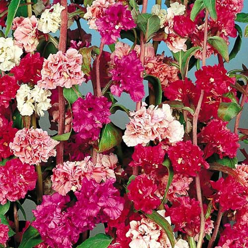 Clarkia Double Mix Elegans Seeds