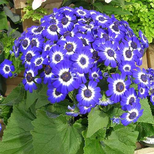 Cineraria maritima Flowering Seeds