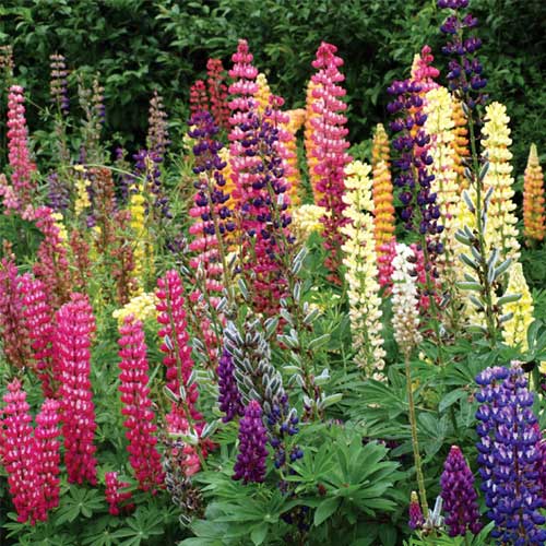 Lupin Dwarf Pixii Mix Seeds