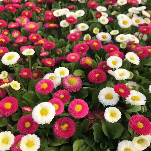 Daisy Double Bellis perennis Pomponette Mix Seeds