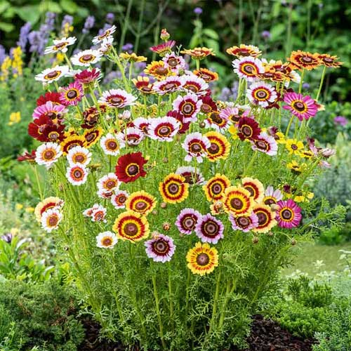 Chrysanthemum carinatum Mix Seeds