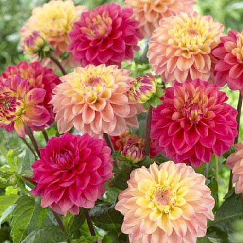 Dahlia Figaro Imperial Mix Seeds