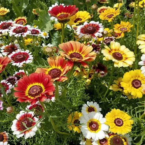 Chrysanthemum carinatum Mix Seeds