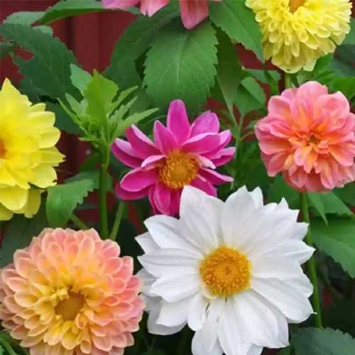 Dahlia Figaro Imperial Mix Seeds