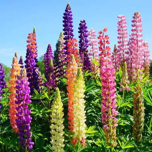 Lupin Dwarf Pixii Mix Seeds