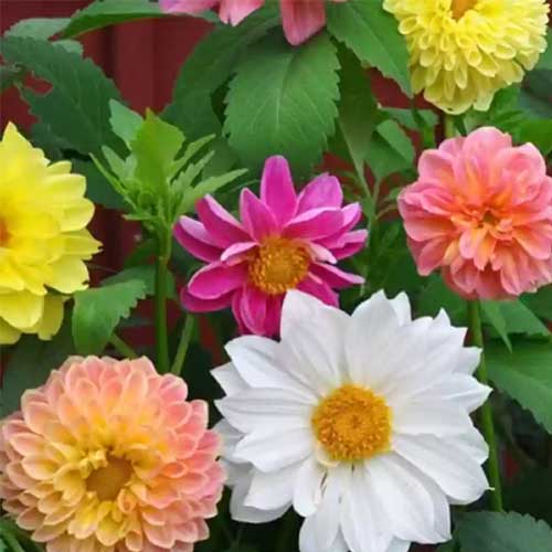 Dahlia Top Star Beauty Mix Seeds