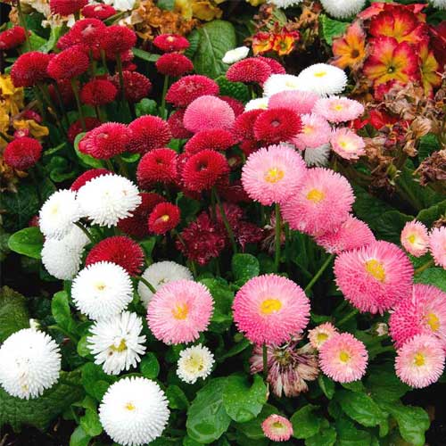 Daisy Double Bellis perennis Pomponette Mix Seeds