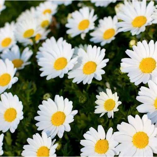 Chrysanthemum paludosum White Seeds