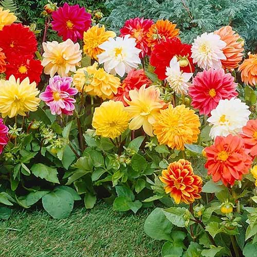 Dahlia Unwins Hybrids Mix Seeds