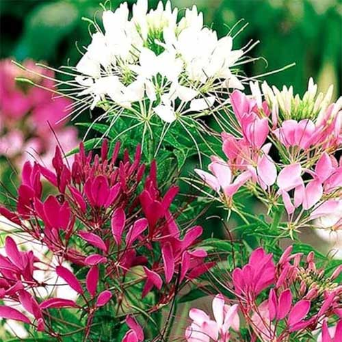 Cleome spinosa Mix Seeds