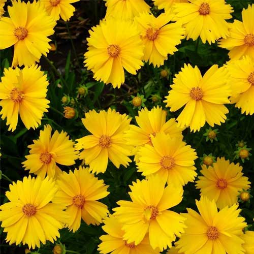 Coreopsis Dwarf Mayfield Seeds