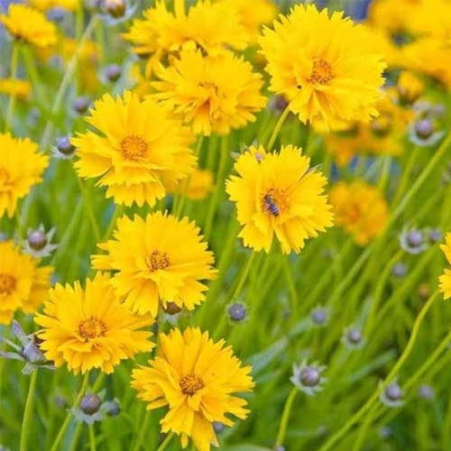 Coreopsis Dwarf Mayfield Seeds