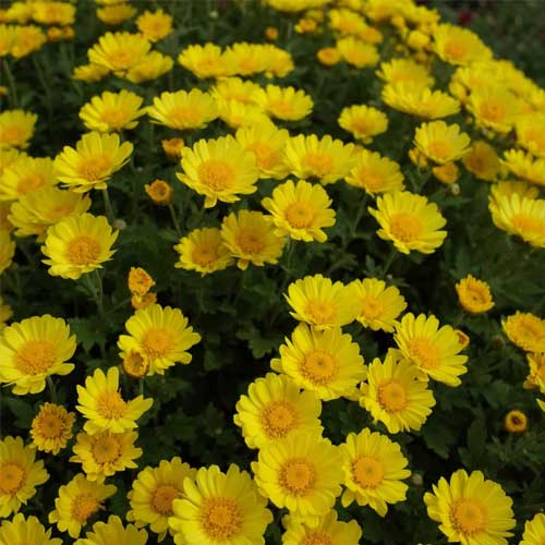 Chrysanthemum multicaule Yellow Seeds