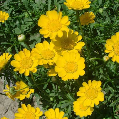 Chrysanthemum multicaule Yellow Seeds