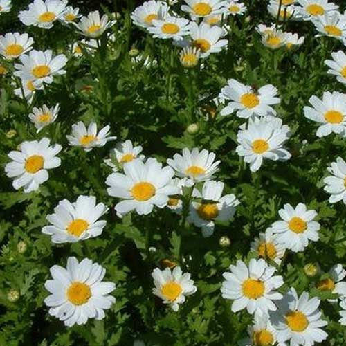 Chrysanthemum paludosum White Seeds