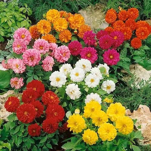Dahlia Unwins Hybrids Mix Seeds