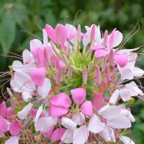 Cleome spinosa Mix Seeds