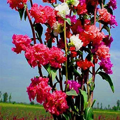 Clarkia Double Mix Elegans Seeds