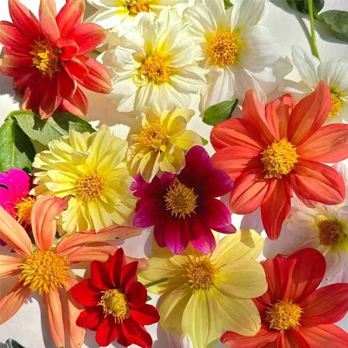 Dahlia Top Star Beauty Mix Seeds