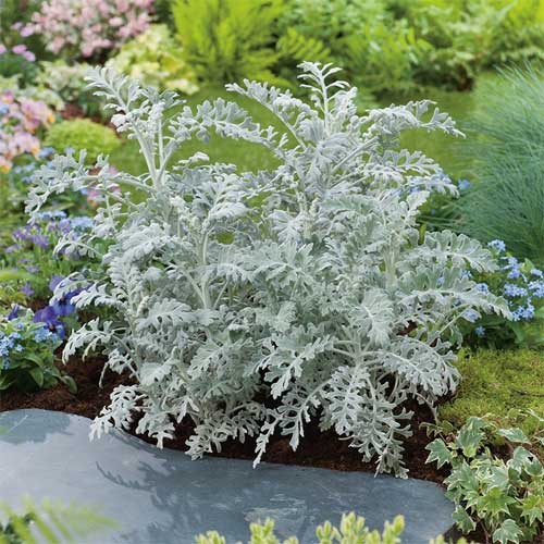 Cineraria maritima Silver Dust Ragwort Seeds