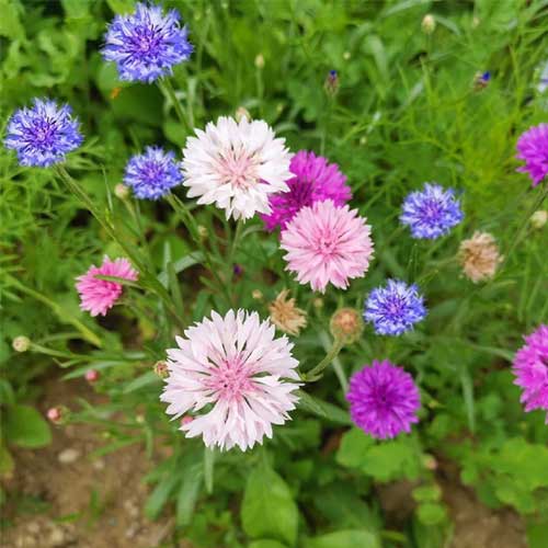 Cornflower Dwarf Polka Dot Mix Seeds