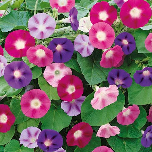 Ipomea Morning Glory purpurea Mix Seeds