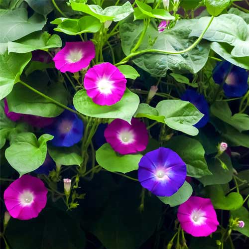 Ipomea Morning Glory purpurea Mix Seeds