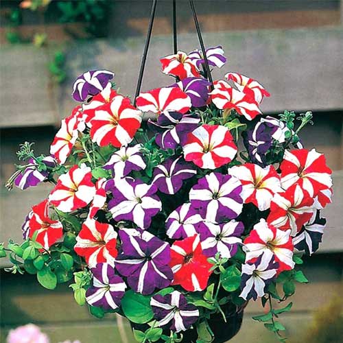 Petunia Dwarf Stars Mix Seeds