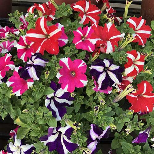 Petunia Dwarf Stars Mix Seeds