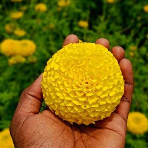 Marigold Dwarf African Double Yellow F2 Seeds