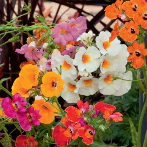Nemesia Carnival Mix Seeds