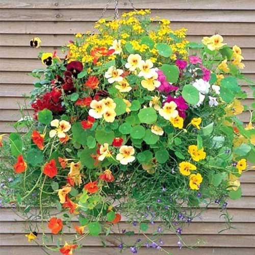 Nasturtium Mix Jewel of Africa Seeds