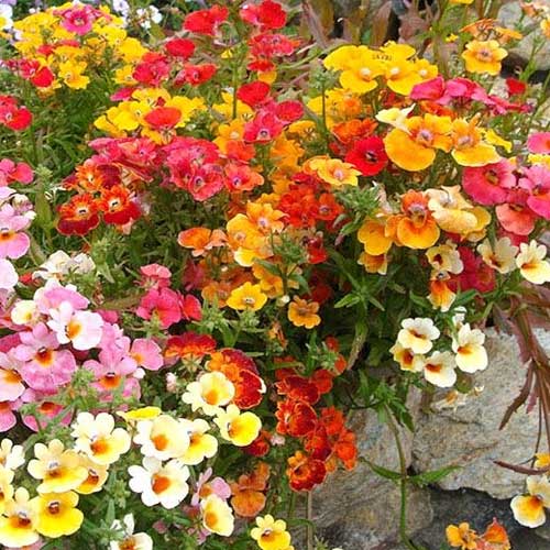 Nemesia Carnival Mix Seeds