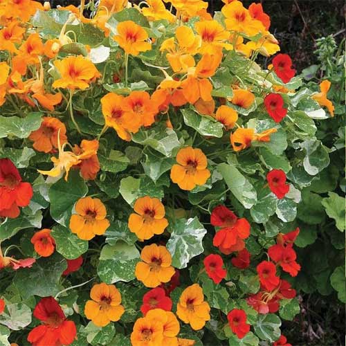 Nasturtium Mix Jewel of Africa Seeds