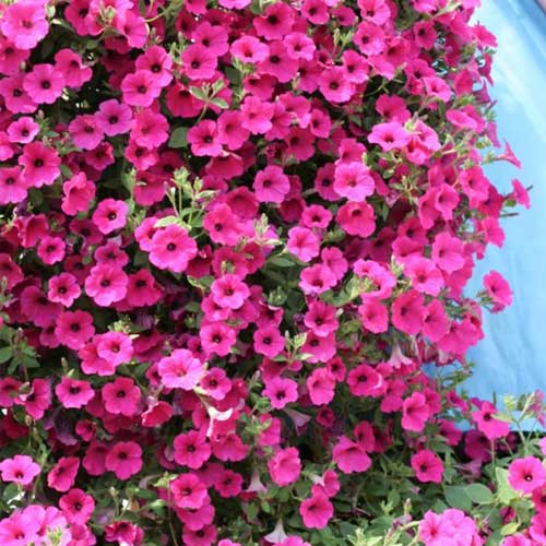 Petunia Pink Rose Nana Compacta Heaven Seeds