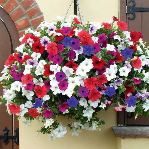 Petunia Mix Nana Compacta Seeds