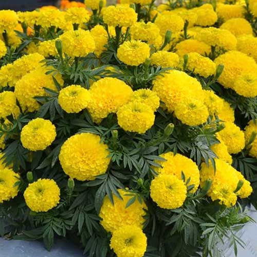 Marigold Dwarf African Double Yellow F2 Seeds