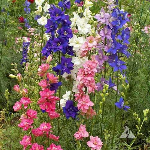 Delphinium Imperial Larkspur Mix Flower Seeds