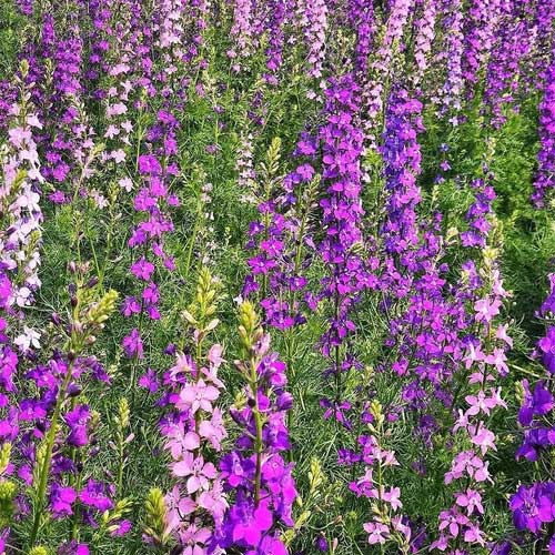 Delphinium Imperial Larkspur Mix Flower Seeds