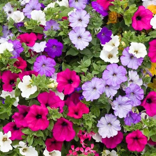 Petunia Mix Nana Compacta Seeds