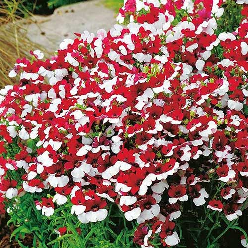 Nemesia Mix Red White Seeds