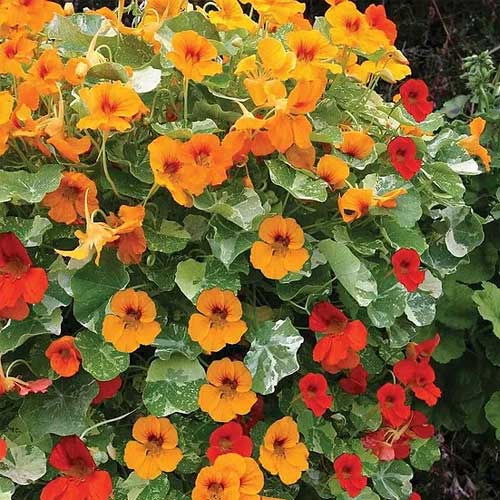 Nasturtium Mix Variegated Alaska Seeds