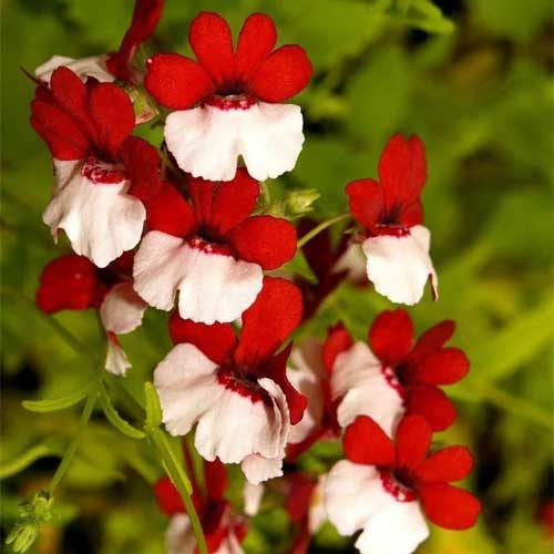 Nemesia Mix Red White Seeds