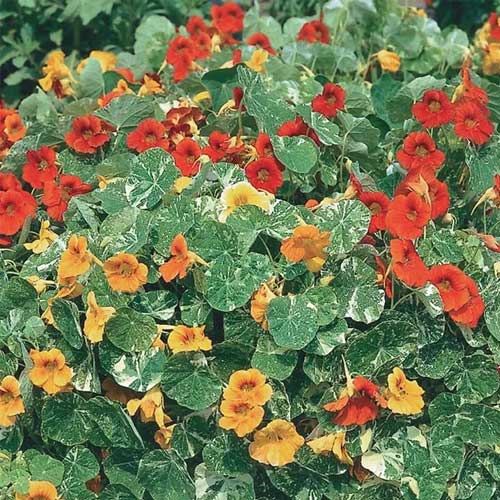 Nasturtium Mix Variegated Alaska Seeds