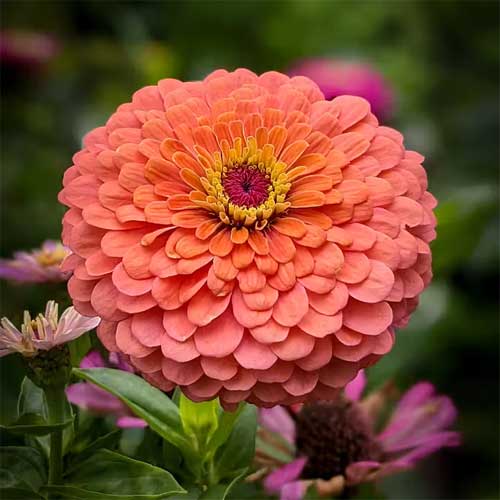 Zinnia Eldorado Elegance Dahlia Flowered Seeds