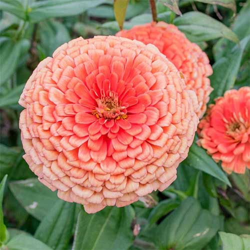 Zinnia Eldorado Elegance Dahlia Flowered Seeds