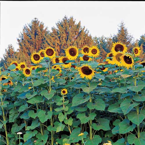 Sunflower Tall Seeds