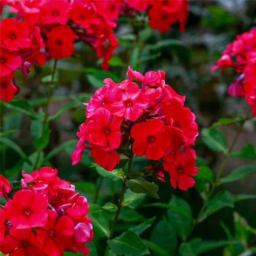 Phlox Red Beauty Dwarf Seeds