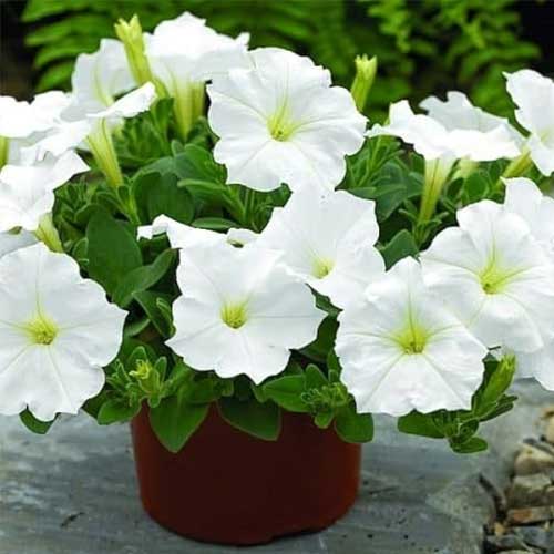 Petunia White Nana Compacta Flower Seeds