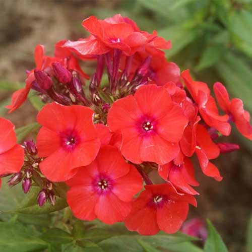 Phlox Red Beauty Dwarf Seeds